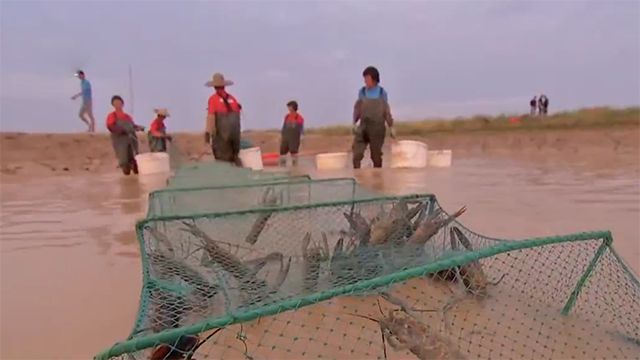 养殖龙虾视频大全_致富经龙虾养殖技术视频_龙虾养殖致富视频