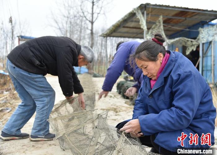 养殖基地的工人们检修地网笼，准备新一年的龙虾开捕。　朱志庚 摄