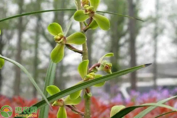 惠兰种植致富_种植惠兰视频_致富种植惠兰好吗