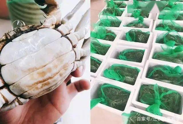 阳澄湖大闸蟹挣钱吗_阳澄湖大闸蟹合作_致富经之阳澄湖大闸蟹