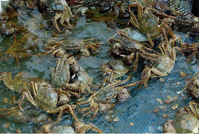 致富经之阳澄湖大闸蟹_阳澄湖大闸蟹挣钱吗_阳澄湖大闸蟹合作