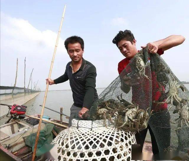 阳澄湖大闸蟹合作_阳澄湖大闸蟹挣钱吗_致富经之阳澄湖大闸蟹