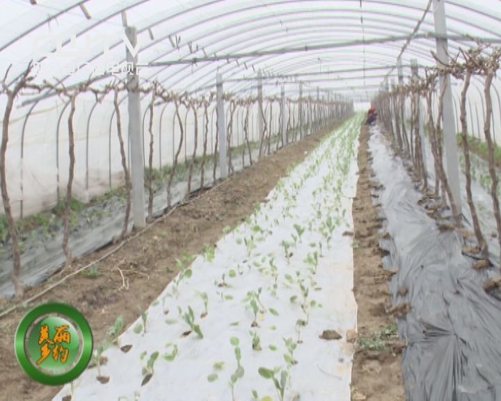 稻城是种水稻的吗_稻城种植致富项目_稻城水稻