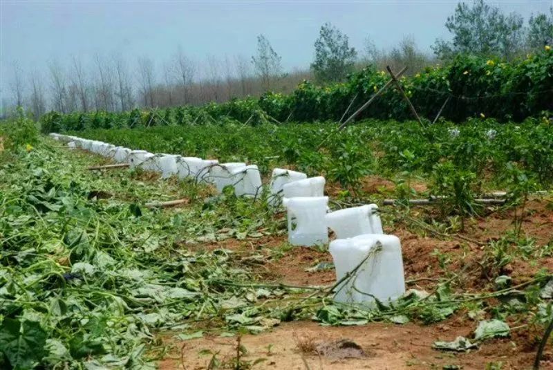 种植丝瓜络_致富经种丝瓜络_丝瓜络种植成本和利润