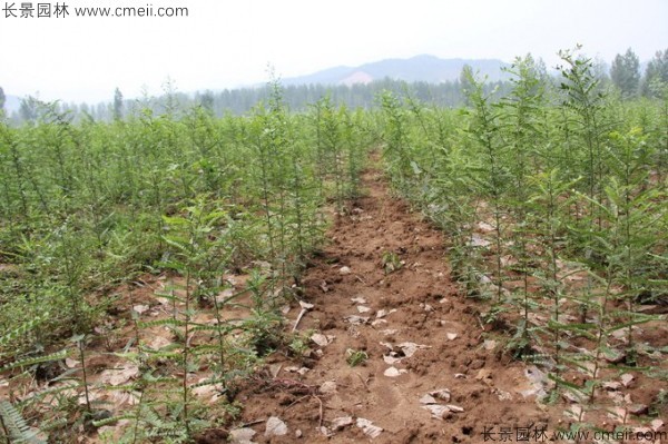 皂荚育苗技术_皂荚种植致富_种植皂荚树前景