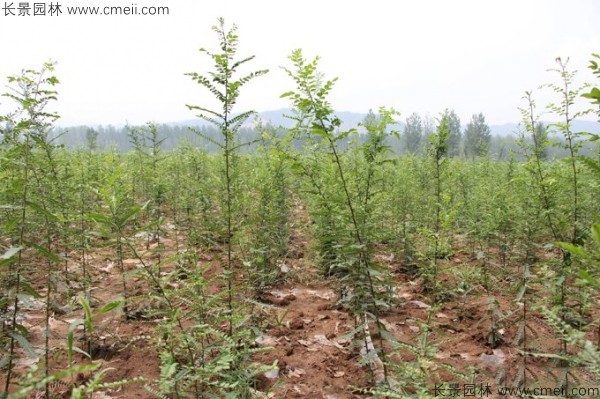 种植皂荚树前景_皂荚育苗技术_皂荚种植致富