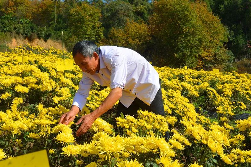 巴东药材种植合作社_湖北巴东适合种什么果树_巴东种植致富