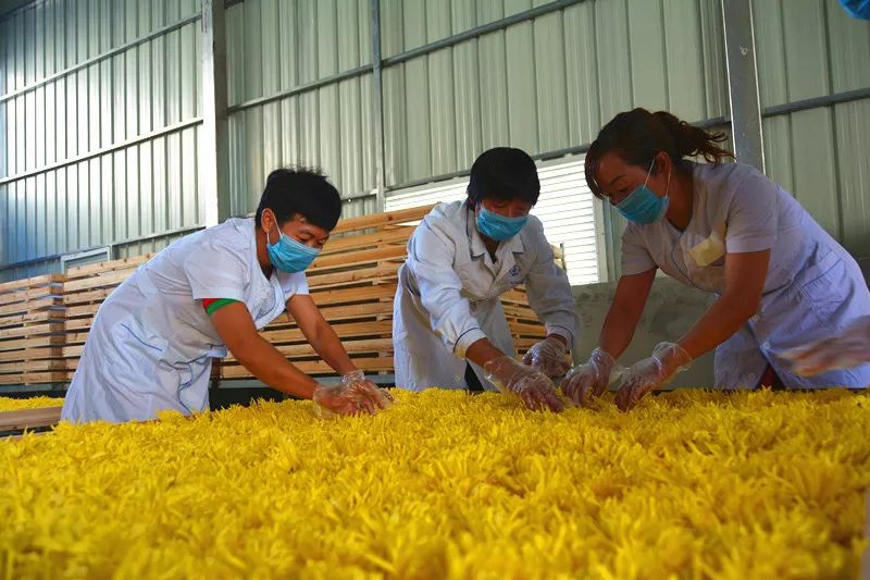 巴东药材种植合作社_巴东种植致富_湖北巴东适合种什么果树