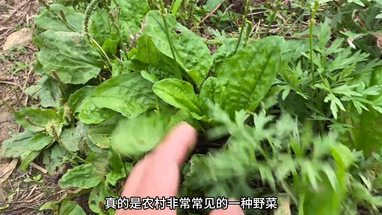 车前草种植技术视频_视频种植草技术教学_视频种植草技术教程