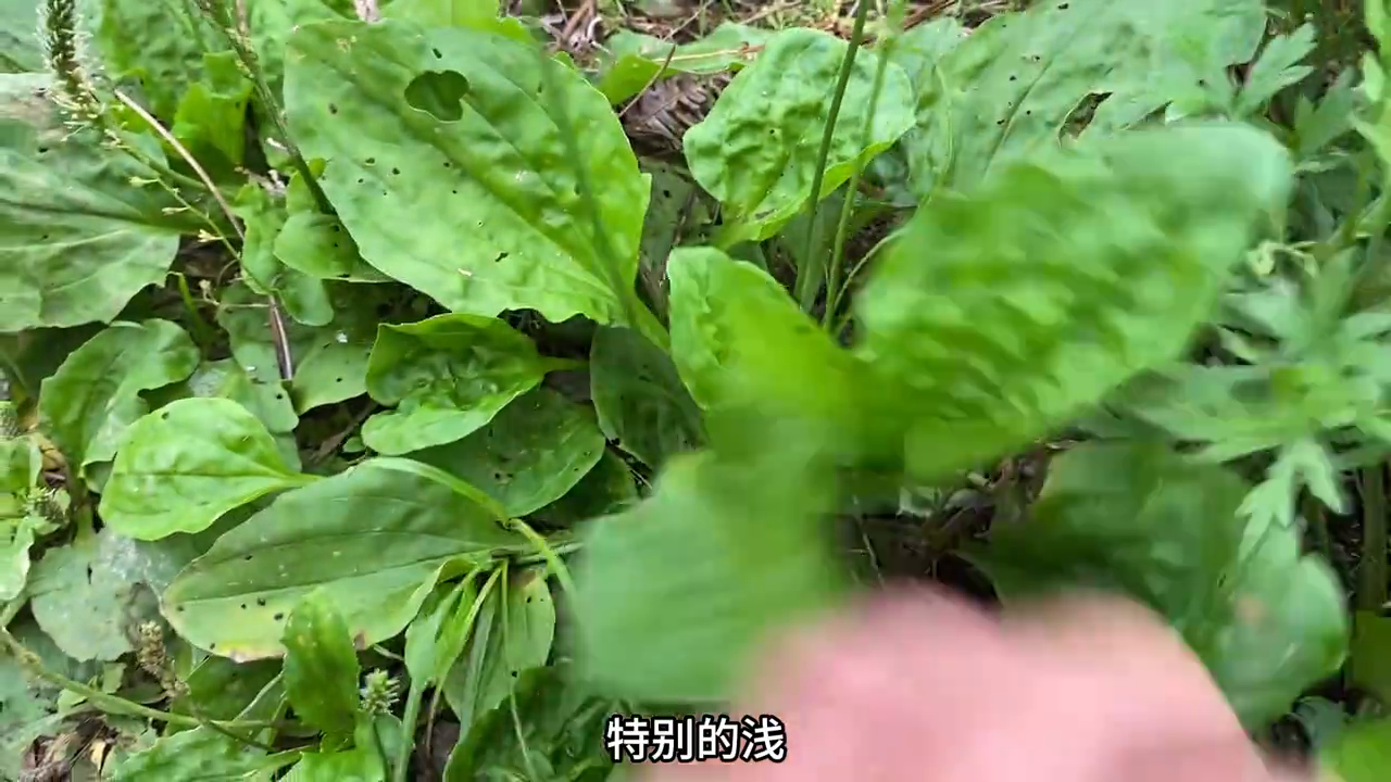 视频种植草技术教程_视频种植草技术教学_车前草种植技术视频