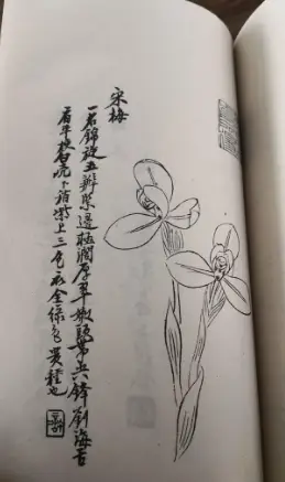 致富种植惠兰好吗_致富种植惠兰图片大全_惠兰种植致富