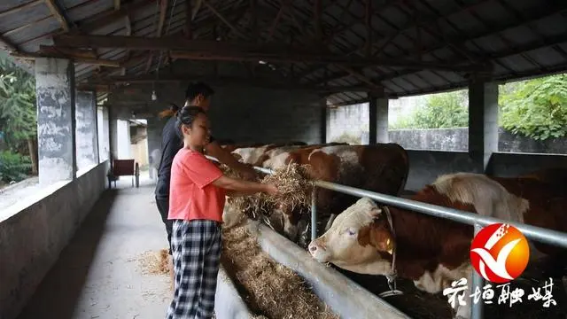 新闻致富养殖黄牛是真的吗_黄牛养殖致富新闻_致富经黄牛养殖技术大全