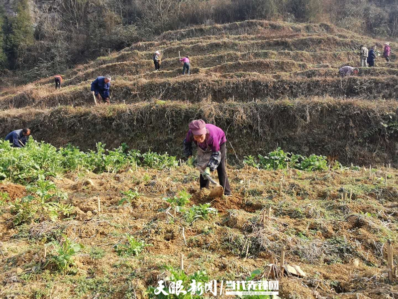 皂荚种植致富_皂荚育苗技术_致富种植皂荚视频