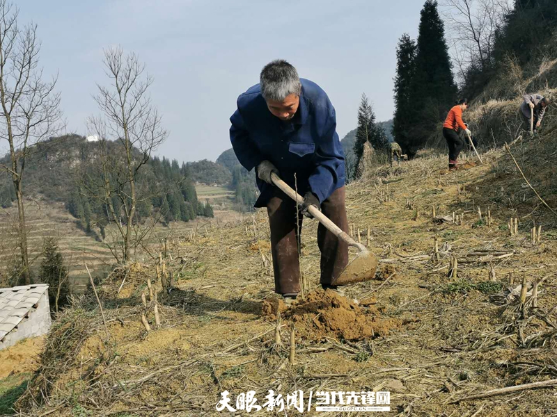 皂荚种植致富_皂荚育苗技术_致富种植皂荚视频