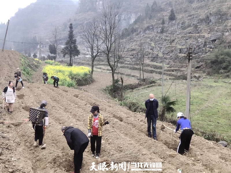 皂荚种植致富_皂荚育苗技术_致富种植皂荚视频