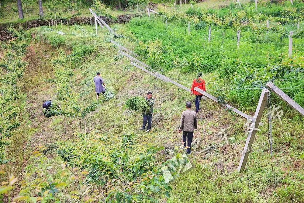 湖北巴东养殖专业合作社_巴东药材种植合作社_巴东种植致富