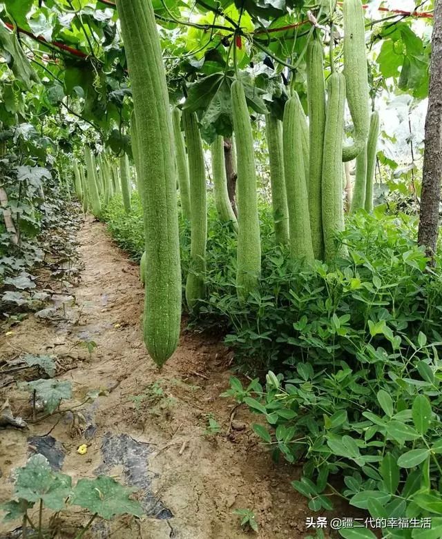 丝瓜络种植成本和利润_种植丝瓜络_致富经种丝瓜络