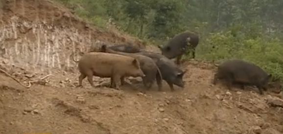 养野猪致富经_致富养殖野猪_野猪养殖项目