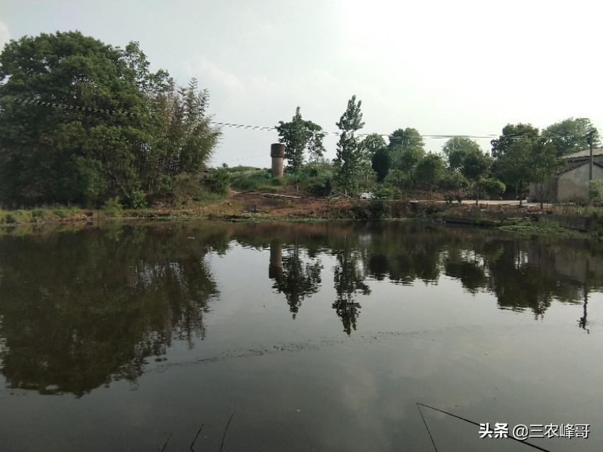 视频种植草技术有哪些_车前草种植技术视频_视频种植草技术教学