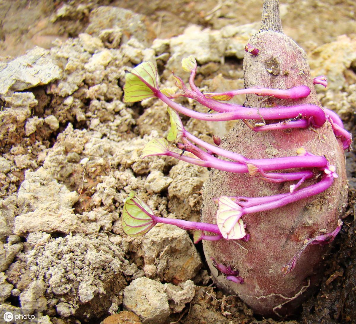 秘诀致富种植白薯视频_如何种植白薯_种植白薯致富秘诀