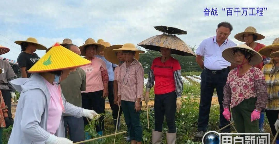 霞洞镇惊喜！试种新蕃薯，致富之光！