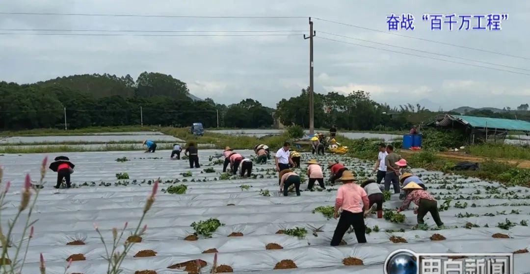 种植白薯致富秘诀_白薯种植技术_种植白薯怎么能高产