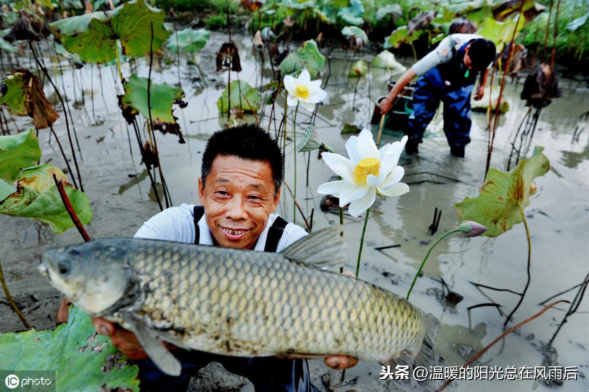 草鱼养殖过程中常见的病害及预防措施