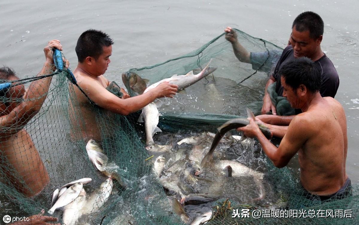 防治养殖病草鱼鱼技术要点_草鱼养殖技术鱼病防治_防治养殖病草鱼鱼技术要求