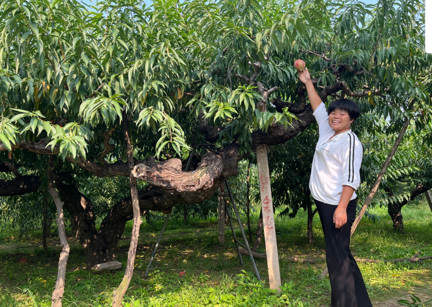 衡水深州白艳层：蜜桃里探寻“致富经”