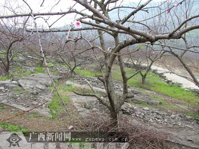 种桃树的致富经_种植桃树前景如何_桃树种植效益