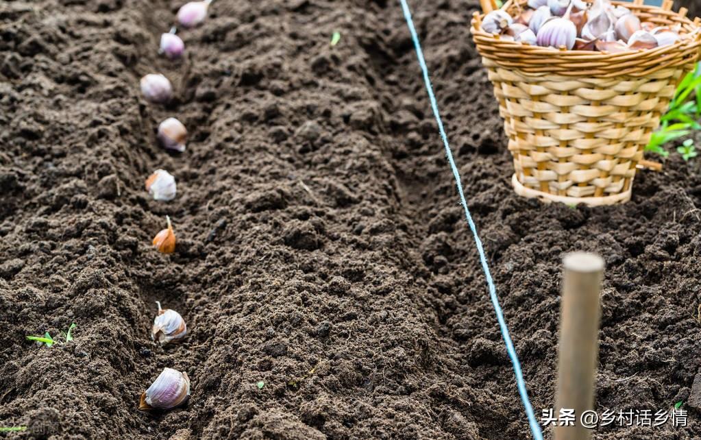 大蒜秋季种植时间和方法_大蒜秋季种植技术与管理_秋季大蒜种植技术