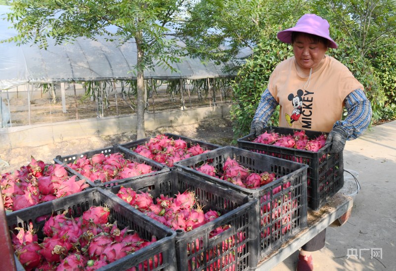 农村地里种植致富_致富种植农村里地种什么好_农村致富种植项目