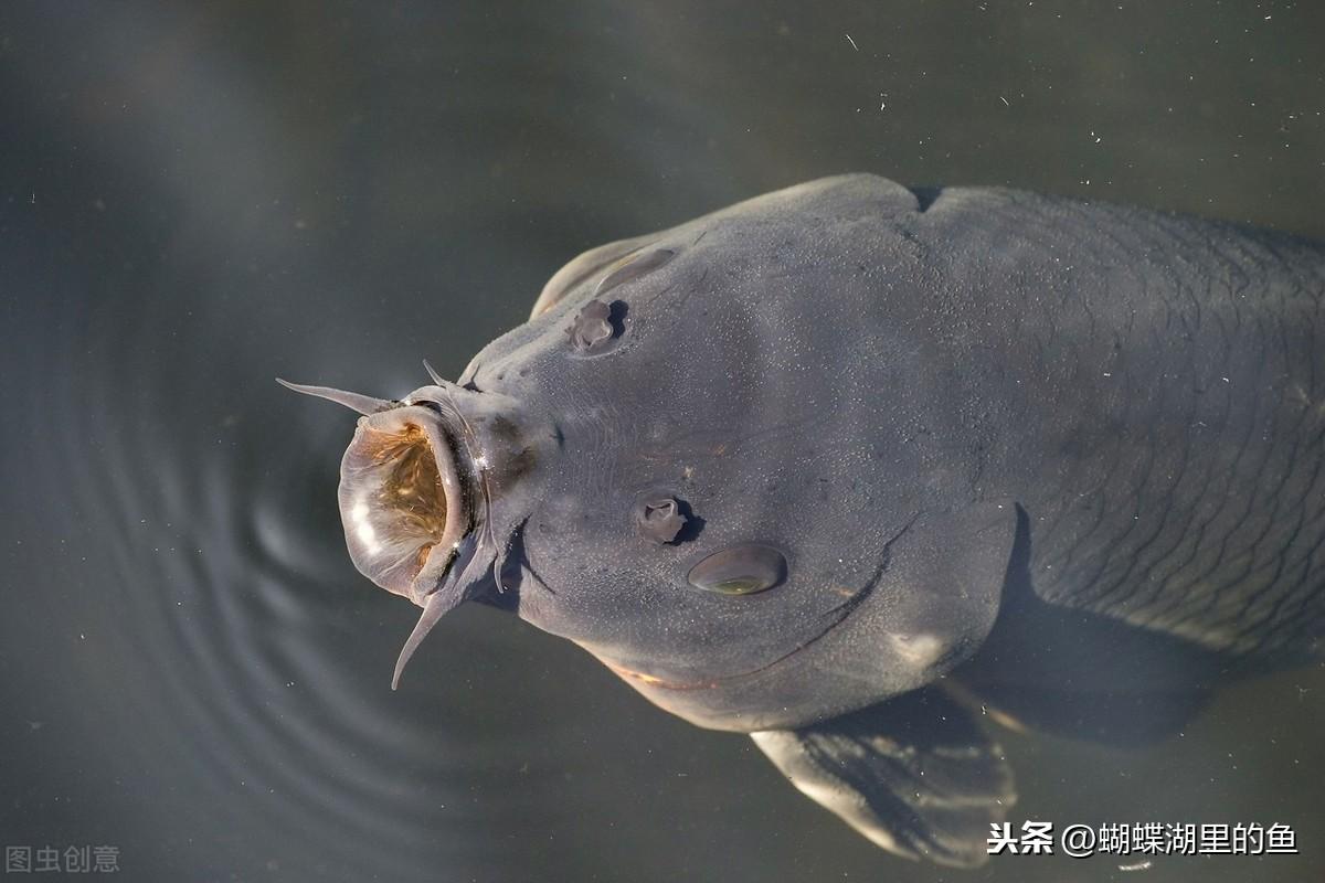 草鱼养殖技术鱼病防治_养草鱼怎样防病_防治养殖病草鱼鱼技术要求