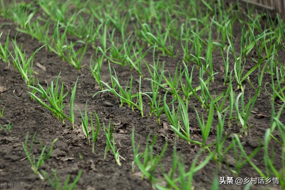 秋季种植大蒜和菠菜，这几点切记要掌握好，否则想长好就很难