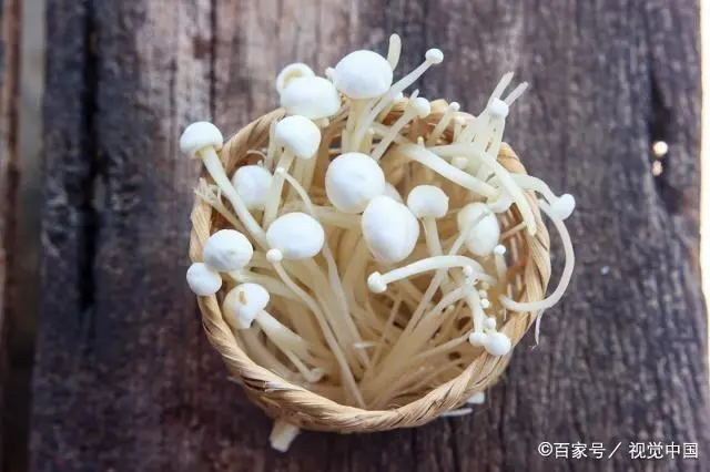 金针菇 致富经_金针菇菌种价格_金针菇菌种制作方法视频