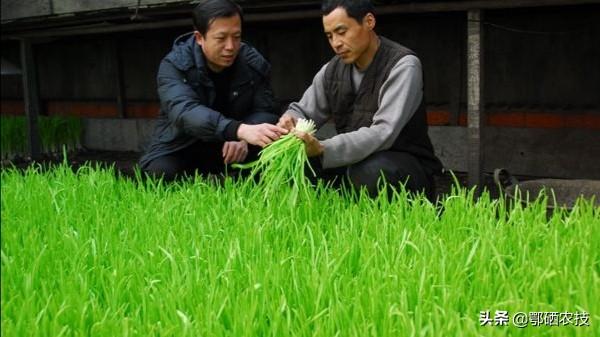 致富种植青蒜苗怎么样_种植青蒜苗致富_青蒜苗种植技术视频