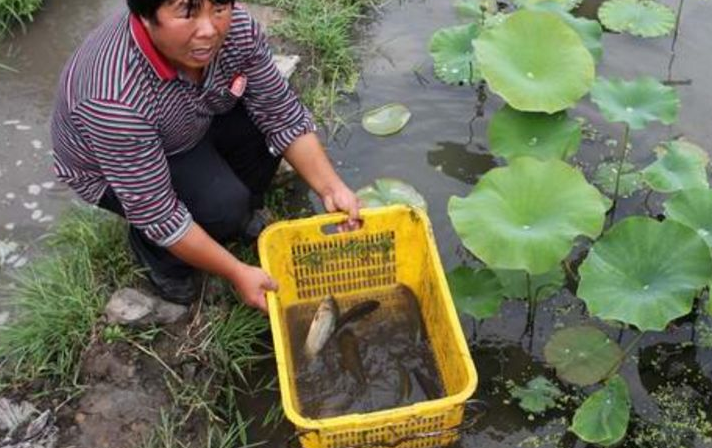 泥鳅和莲藕套养技术_莲藕泥鳅混养技术视频_莲藕套养泥鳅养殖技术