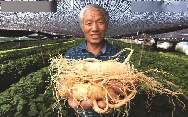 典型威海 | 王文水：“参田愚公”牛劲足 40年“种”出致富参都