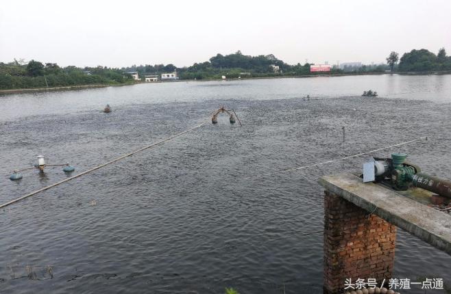 草鱼鱼病多是喂出来的