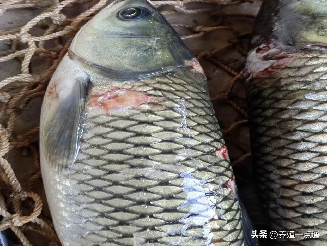 防治养殖病草鱼鱼技术视频_防治养殖病草鱼鱼技术要求_草鱼养殖技术鱼病防治