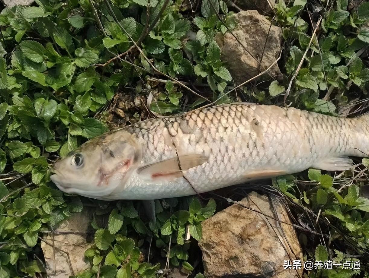 草鱼养殖技术鱼病防治_防治养殖病草鱼鱼技术视频_防治养殖病草鱼鱼技术要求