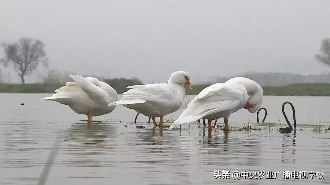 养殖番鸭赚千万_致富经番鸭养殖故事视频_番鸭养殖技术农广天地视频