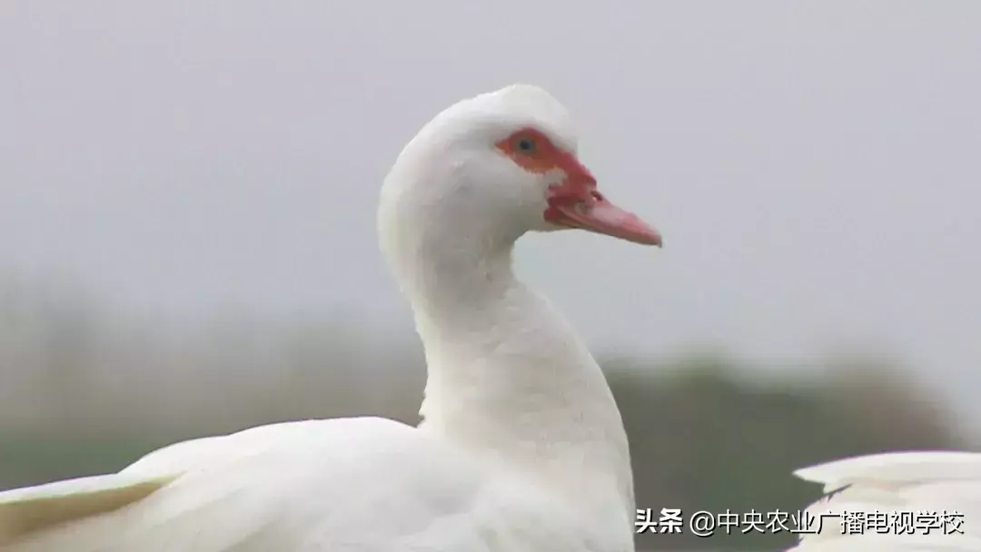 养殖番鸭赚千万_番鸭养殖技术农广天地视频_致富经番鸭养殖故事视频