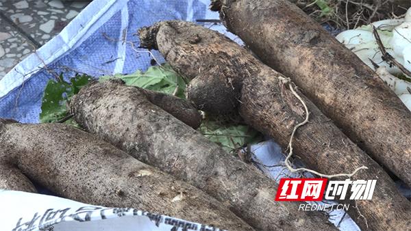 种植白薯怎么能高产_白薯种植技术_种植白薯致富秘诀