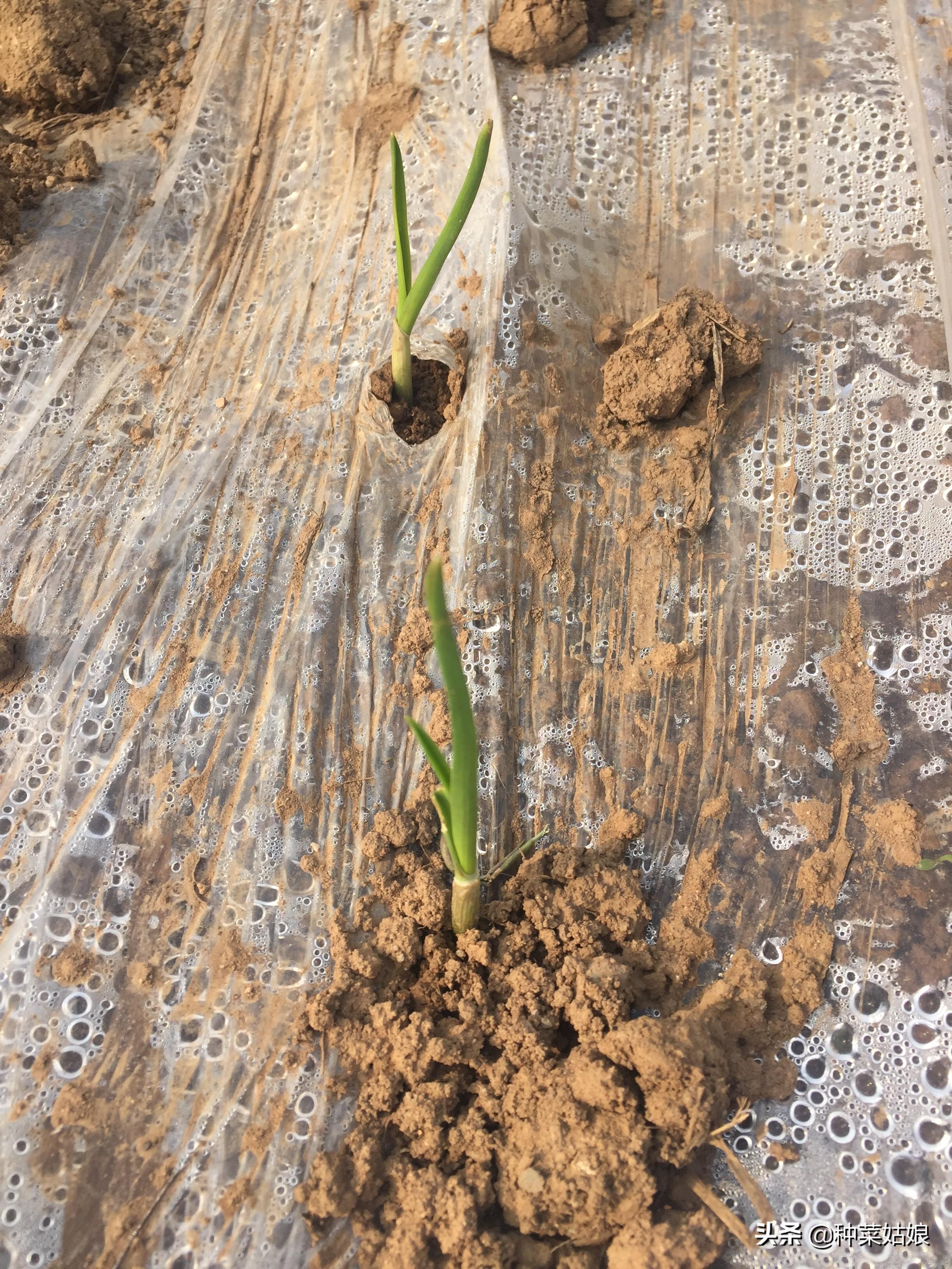 秋季大蒜种植技术_秋季种大蒜怎么种_大蒜秋季种植技术视频