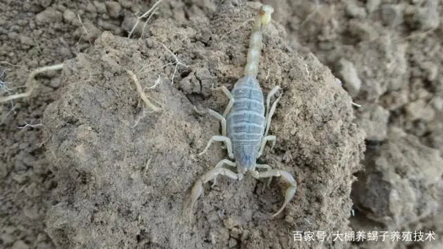 蝎子养殖致富哥_致富蝎子养殖哥哥视频_养蝎子致富视频