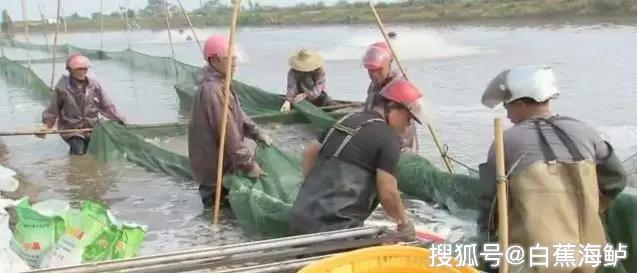 致富经珠海海鲈鱼养殖_珠海海鲈鱼最大养殖户_珠海鲈鱼塘口价