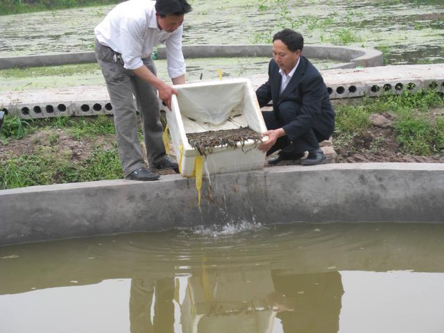 牛粪养殖致富吗_牛粪养猪技术视频_牛粪养猪是骗局