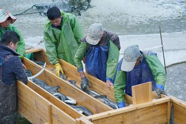 人工饲养鳗鱼_花鳗鲡人工养殖技术_人工养的鳗鱼有营养吗