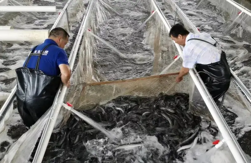 人工饲养鳗鱼_人工养的鳗鱼有营养吗_花鳗鲡人工养殖技术